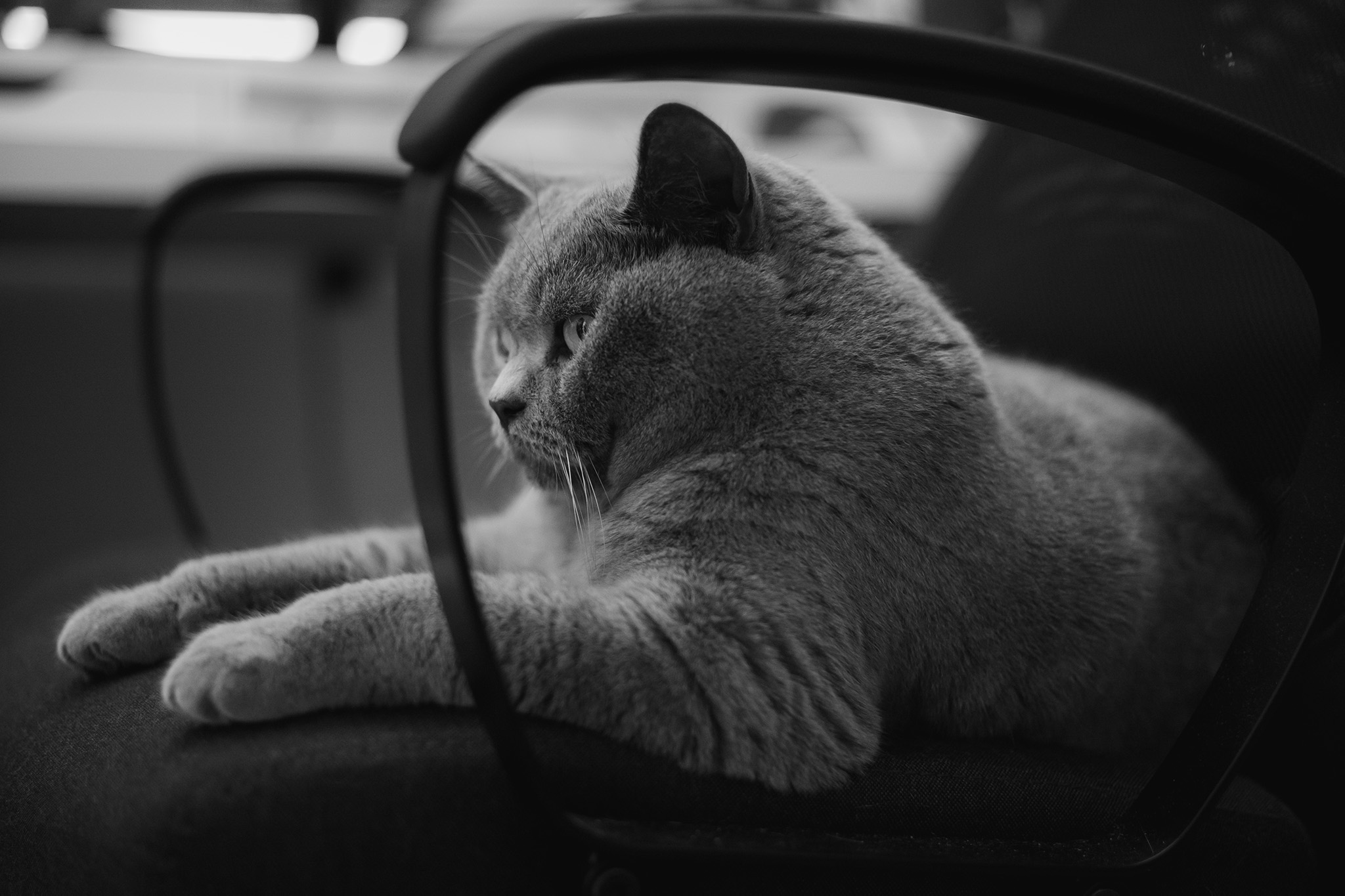 Gatto